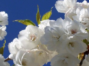 樱花之美——蔚蓝和洁白