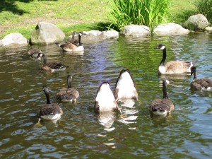 goosewhale