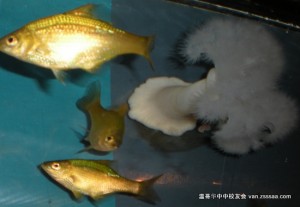 dscn05931
