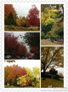 温哥华滋润的秋色。