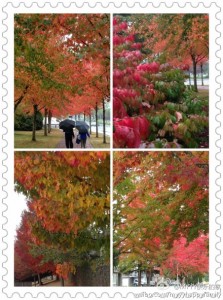 秋雨悄然而来，湿润了彩色的街道，让秋色更层次分明了，这才是秋天的温哥华呀！
