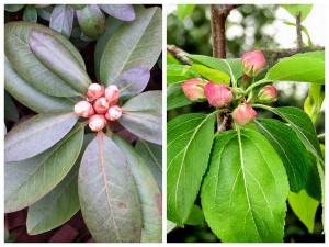 一月含蕾二月花